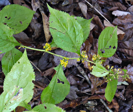 image of Solidago flexicaulis, Zigzag Goldenrod, Broadleaf Goldenrod