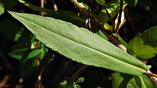 image of Symphyotrichum puniceum var. puniceum, Purplestem Aster, Swamp Aster