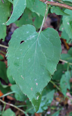 Symphyotrichum cordifolium, Heartleaf Aster, Common Blue Wood Aster