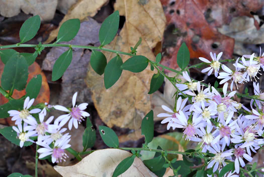 image of Symphyotrichum cordifolium, Heartleaf Aster, Common Blue Wood Aster