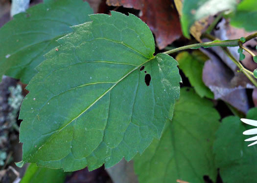 image of Eurybia divaricata, White Wood-aster, Woodland Aster, Common White Heart-leaved Aster