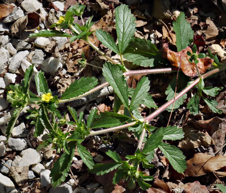 leaf or frond of Potentilla norvegica, Strawberry-weed, Rough Cinquefoil, Norwegian Cinquefoil