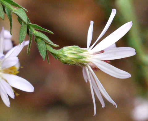 image of Symphyotrichum urophyllum, White Arrowleaf Aster, Arrowleaf Blue Wood Aster