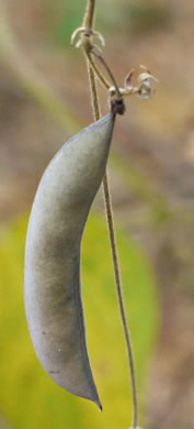 image of Phaseolus polystachios, Wild Bean, Wild Kidney Bean, Thicket Bean