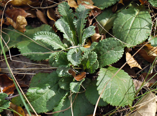 image of Packera obovata, Roundleaf Ragwort, Roundleaf Groundsel, Spatulate-leaved Ragwort, Running Ragwort