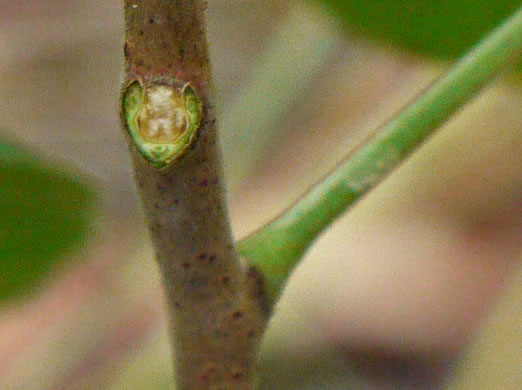 image of Ptelea trifoliata, Wafer-ash, Hoptree