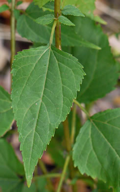 Common White Snakeroot