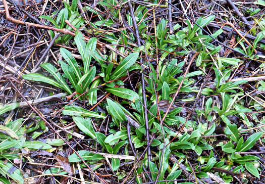 image of Symphyotrichum puniceum var. puniceum, Purplestem Aster, Swamp Aster