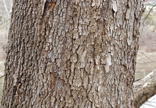 image of Platanus occidentalis var. occidentalis, American Sycamore, Planetree