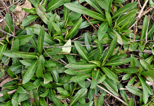 image of Symphyotrichum puniceum var. puniceum, Purplestem Aster, Swamp Aster