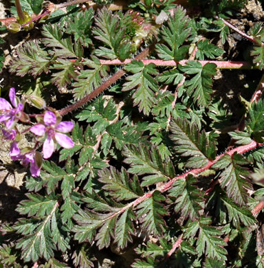 image of Erodium cicutarium, Common Storksbill, Redstem Storksbill, Heronsbill, Redstem Filaree