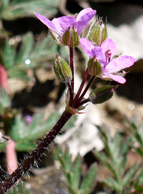 image of Erodium cicutarium, Common Storksbill, Redstem Storksbill, Heronsbill, Redstem Filaree