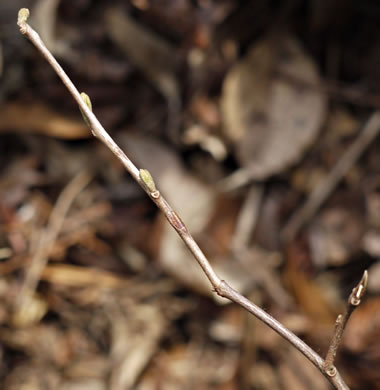 image of Styrax americanus var. americanus, American Storax, American Snowbell