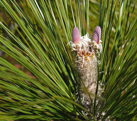 image of Pinus palustris, Longleaf Pine, Georgia Pine, Southern Pine