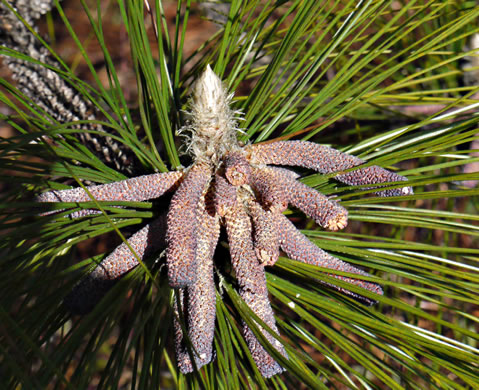 image of Pinus palustris, Longleaf Pine, Southern Pine