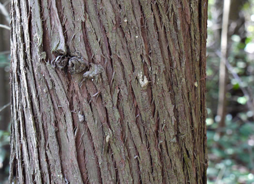 Chamaecyparis thyoides var. thyoides, Atlantic White Cedar, Juniper