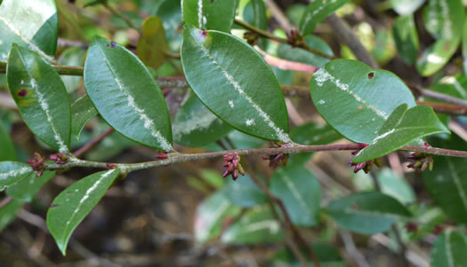 image of Lyonia lucida, Shining Fetterbush, Lyonia, Hemleaf