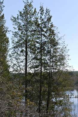 image of Chamaecyparis thyoides var. thyoides, Atlantic White Cedar, Juniper