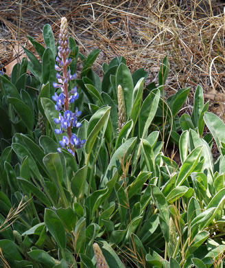 leaf or frond of Lupinus diffusus, Blue Sandhill Lupine, Sky-blue Lupine