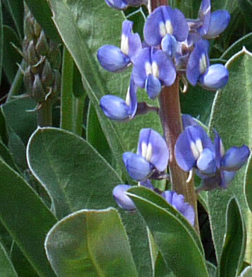 flower of Lupinus diffusus, Blue Sandhill Lupine, Sky-blue Lupine
