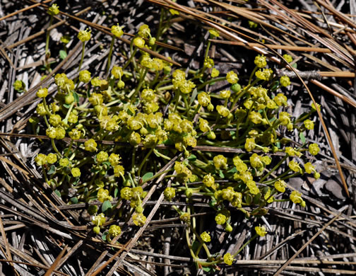 image of Euphorbia ipecacuanhae, Carolina Ipecac, Wild Ipecac, American Ipecac