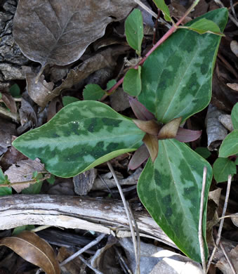 image of Trillium reliquum, Relict Trillium