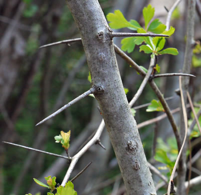 image of Crataegus spathulata, Littlehip Hawthorn, Spatulate Haw