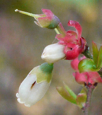 image of Vaccinium elliottii, Mayberry, Elliott's Blueberry