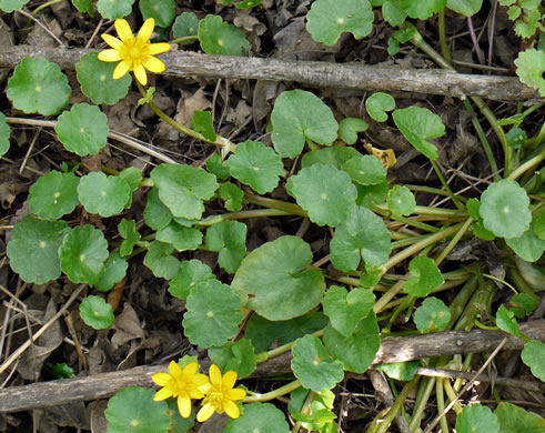 image of Ficaria verna ssp. verna, Fig Buttercup, Lesser Celandine, Pilewort