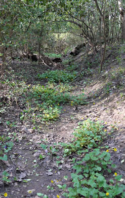 image of Ficaria verna ssp. verna, Fig Buttercup, Lesser Celandine, Pilewort