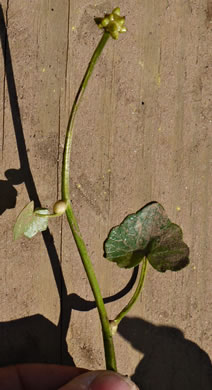 Ficaria verna ssp. verna, Fig Buttercup, Lesser Celandine, Pilewort