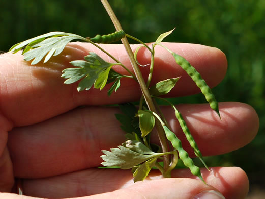 image of Corydalis flavula, Yellow Fumitory, Yellow Harlequin, Short-spurred Corydalis, Yellow Fumewort