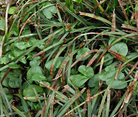 image of Ficaria verna ssp. verna, Fig Buttercup, Lesser Celandine, Pilewort