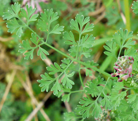 Fumaria officinalis, Fumitory, Earthsmoke