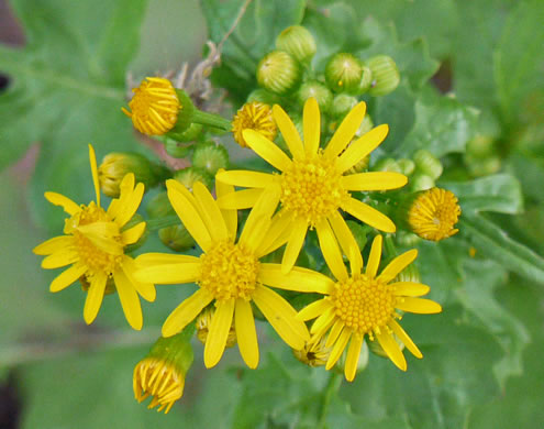 Butterweed