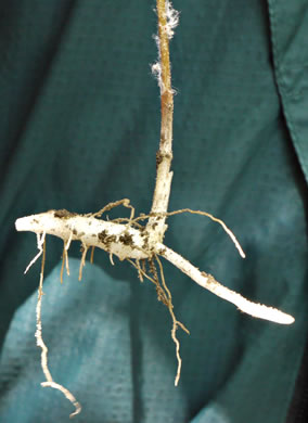 image of Medeola virginiana, Indian Cucumber-root