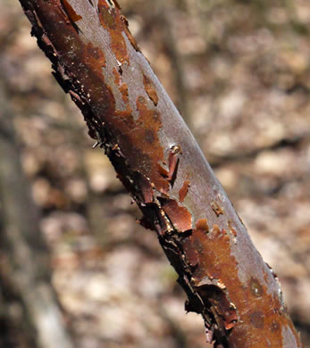 image of Clethra acuminata, Mountain Sweet-pepperbush, Cinnamonbark, Cinnamon Clethra, Mountain White-alder