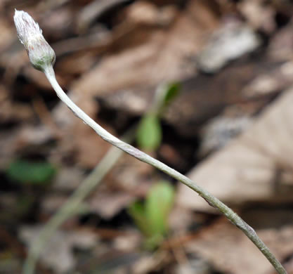 image of Antennaria solitaria, Solitary Pussytoes, Southern Singlehead Pussytoes