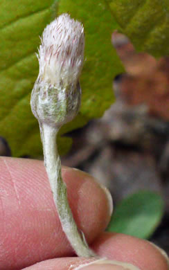 image of Antennaria solitaria, Solitary Pussytoes, Southern Singlehead Pussytoes