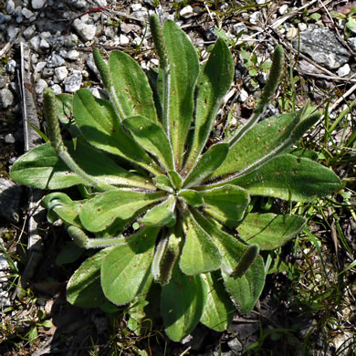 image of Plantago virginica, Virginia Plantain, Southern Plantain, Paleseed Plantain, Hoary Plantain