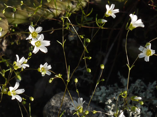 image of Geocarpon glabrum, Appalachian Sandwort