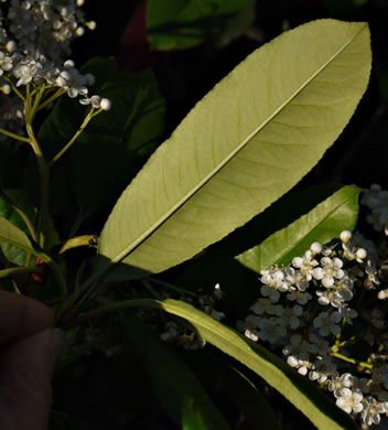 image of Photinia serratifolia, Taiwanese Redtip