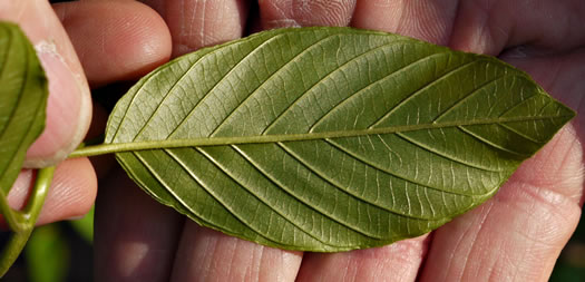 image of Frangula caroliniana, Carolina Buckthorn, Polecat-tree, Indian Currant, Indian-cherry