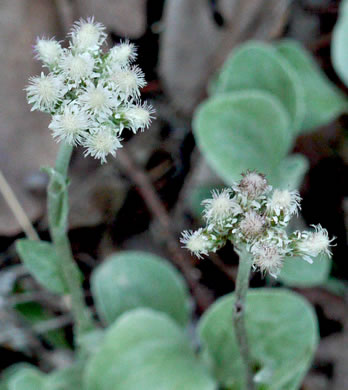 image of Antennaria plantaginifolia, Plantainleaf Pussytoes, Plantain Pussytoes