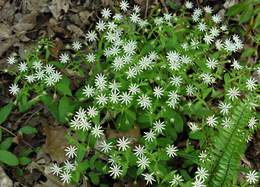 image of Stellaria pubera, Giant Chickweed, Star Chickweed, Great Chickweed, Common Starwort