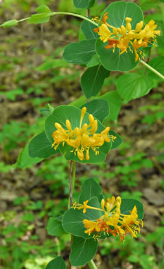 image of Lonicera flava, Yellow Honeysuckle