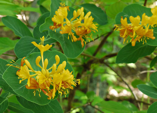 image of Lonicera flava, Yellow Honeysuckle