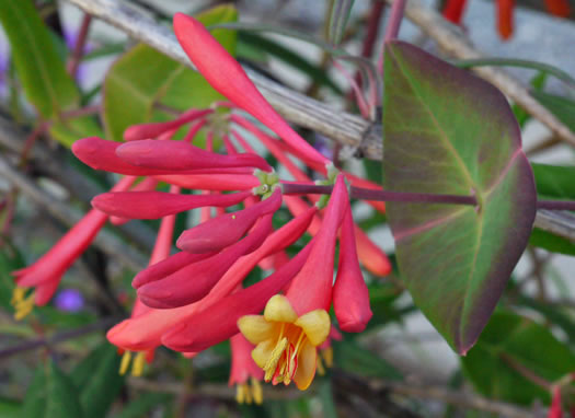 image of Lonicera sempervirens, Coral Honeysuckle, Trumpet Honeysuckle, Scarlet Honeysuckle, Woodbine