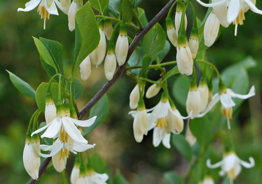 image of Styrax americanus var. americanus, American Storax, American Snowbell