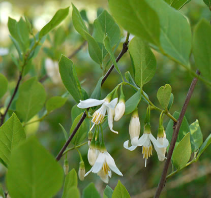 image of Styrax americanus var. americanus, American Storax, American Snowbell